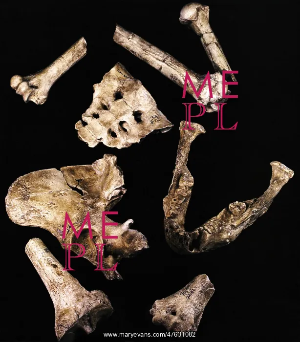 : Australipithecus Afarensis : Australipithecus Afarensis