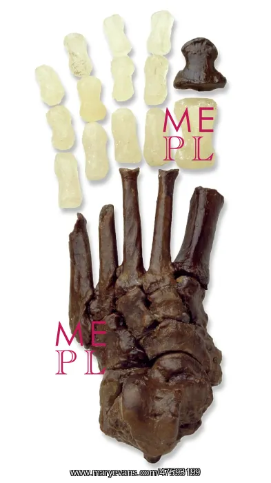 : Australopithecine or Homo habilis foot (OH8) cast : Australopithecine or Homo habilis foot (OH8) cast