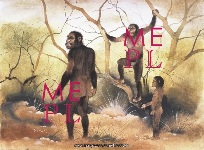 : Australopithecus afarensis : Australopithecus afarensis