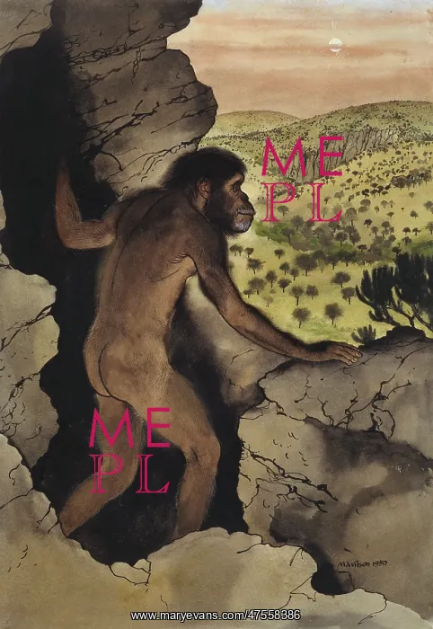 : Australopithecus africanus : Australopithecus africanus