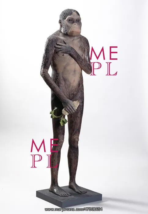 : Australopithecus africanus : Australopithecus africanus