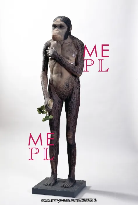 : Australopithecus africanus : Australopithecus africanus