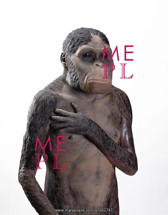 : Australopithecus africanus : Australopithecus africanus