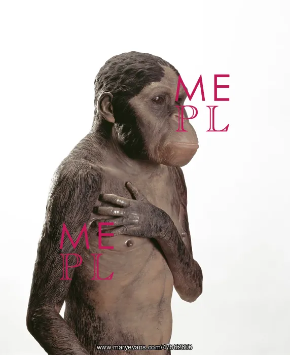 : Australopithecus africanus : Australopithecus africanus