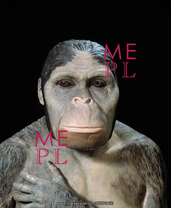 : Australopithecus africanus : Australopithecus africanus