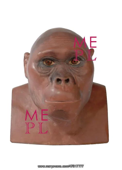 : Australopithecus africanus : Australopithecus africanus
