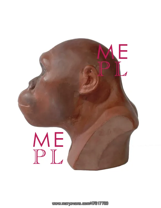 : Australopithecus africanus : Australopithecus africanus