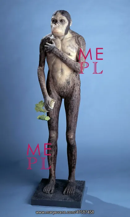 : Australopithecus africanus model : Australopithecus africanus model