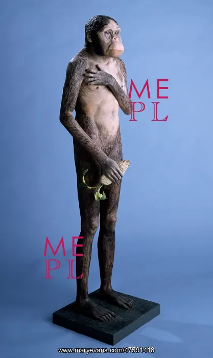 : Australopithecus africanus model : Australopithecus africanus model