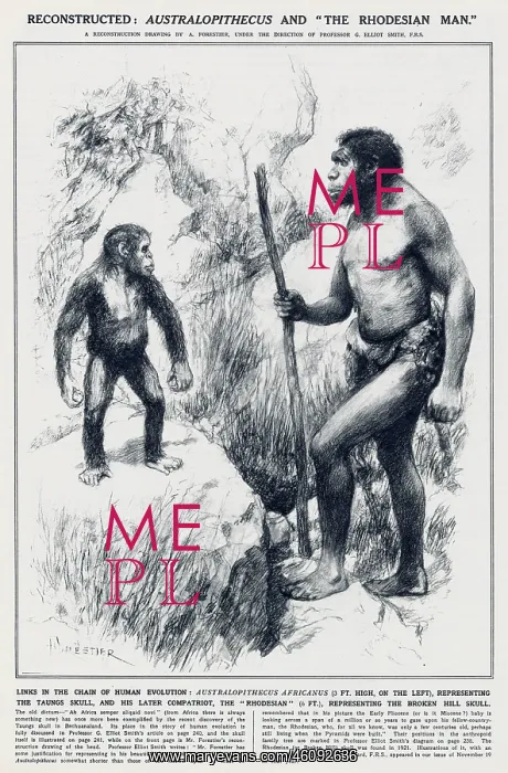: Australopithecus and the Rhodesian Man : Australopithecus and the Rhodesian Man