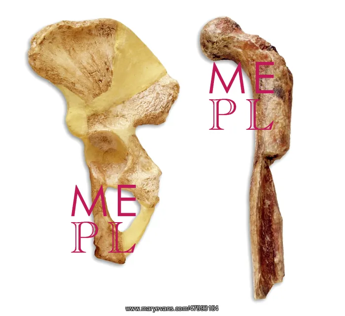 : Australopithecus sp. thigh & hip bone : Australopithecus sp. thigh & hip bone