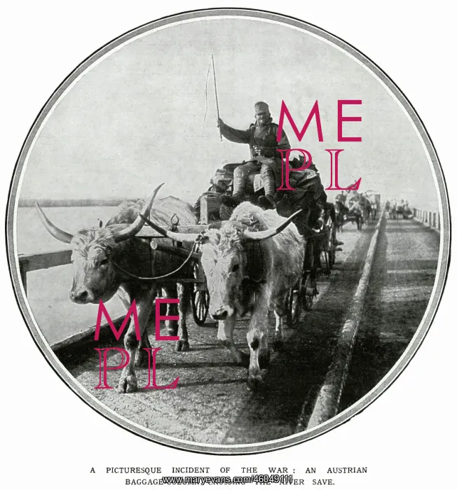 : This Austrian cart is being hauled by bullocks : This Austrian cart is being hauled by bullocks