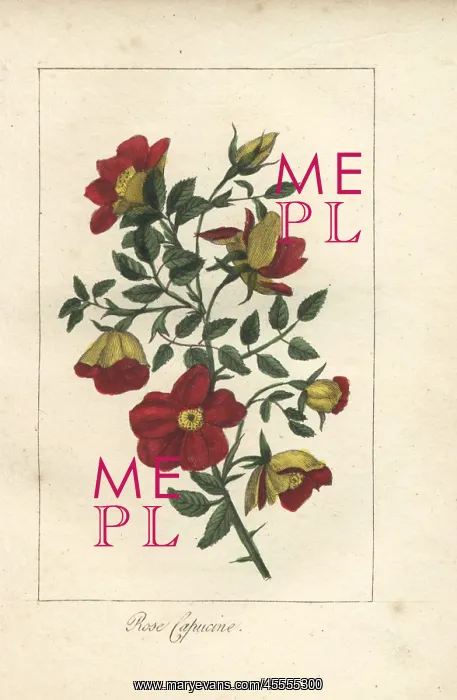 : Austrian copper rose, Rosa foetida : Austrian copper rose, Rosa foetida