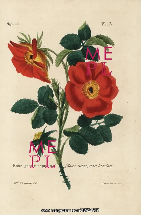 : Austrian copper rose, Rosa foetida : Austrian copper rose, Rosa foetida