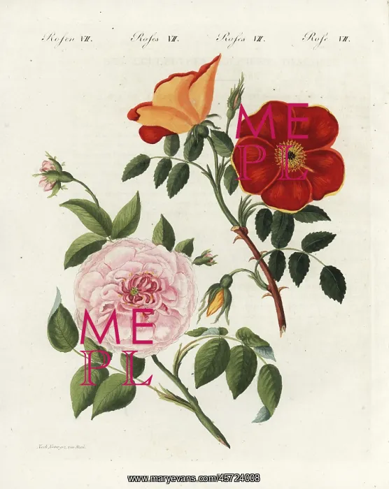 : Austrian copper rose and white virgin rose : Austrian copper rose and white virgin rose