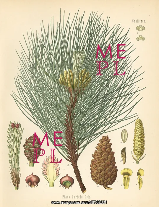 : Austrian pine or black pine, Pinus nigra subsp. laricio : Austrian pine or black pine, Pinus nigra subsp. laricio