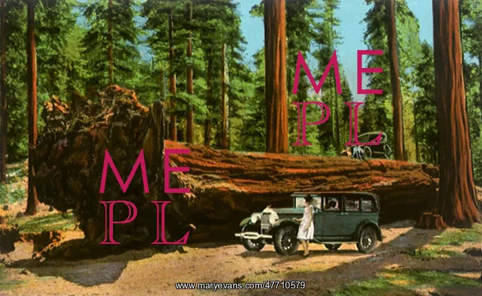 : Auto Log, Sequoia National Park : Auto Log, Sequoia National Park