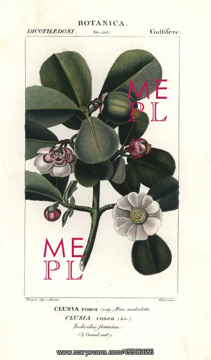  : Autograph tree, Clusia rosea