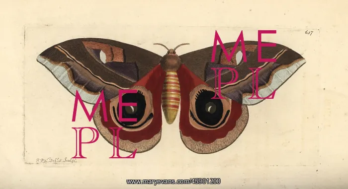 : Automeris janus moth : Automeris janus moth