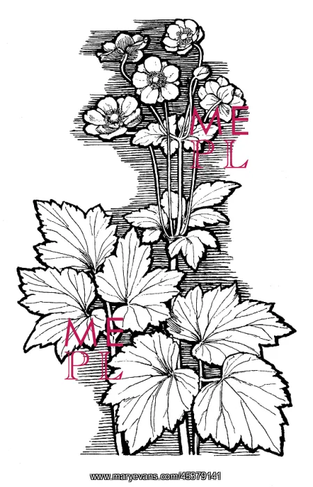 : Autumn Anemone : Autumn Anemone
