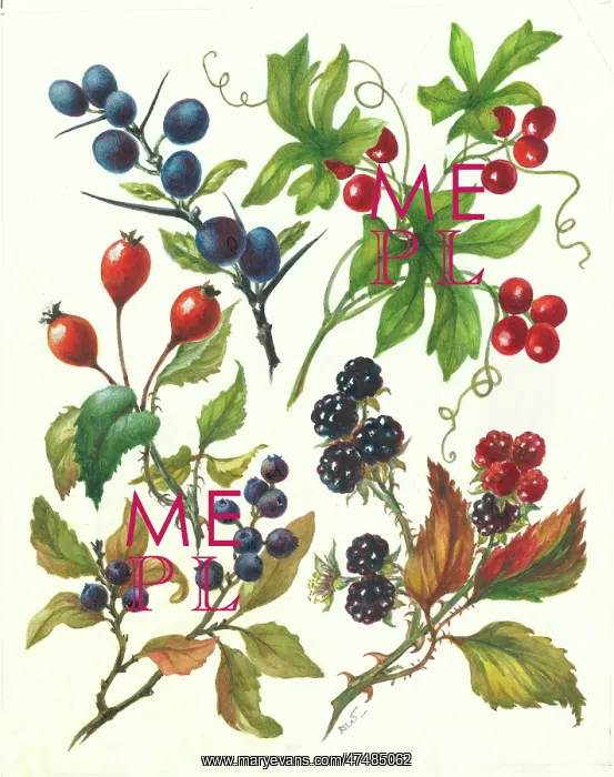  : Autumn Berries