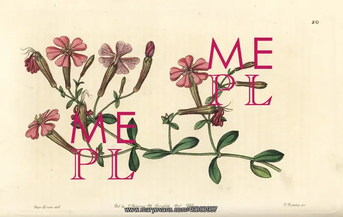 : Autumn catchfly or schafta, Silene schafta : Autumn catchfly or schafta, Silene schafta