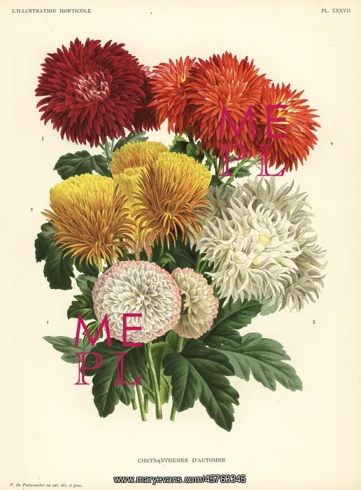 : Autumn chrysanthemum hybrids : Autumn chrysanthemum hybrids