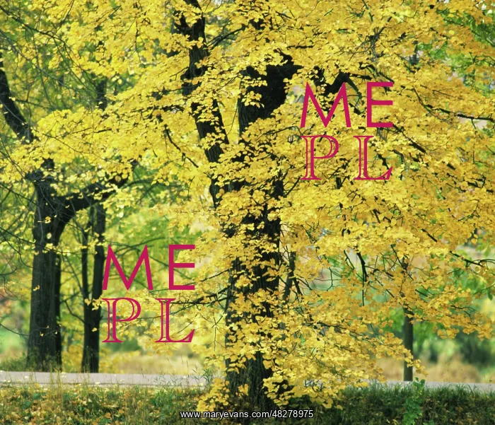  : Autumn colors, 1981