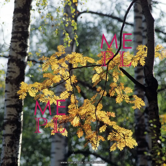 : Autumn colors, 1981 : Autumn colors, 1981