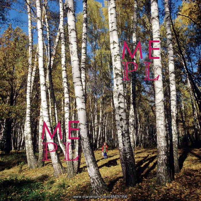  : Autumn colors, 1981
