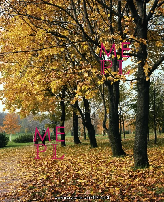 : Autumn colors, 1984 : Autumn colors, 1984