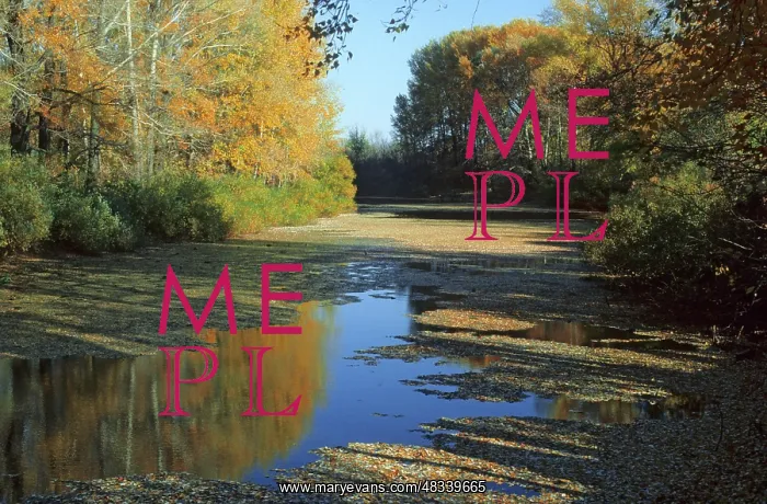 : Autumn colors, 1984 : Autumn colors, 1984
