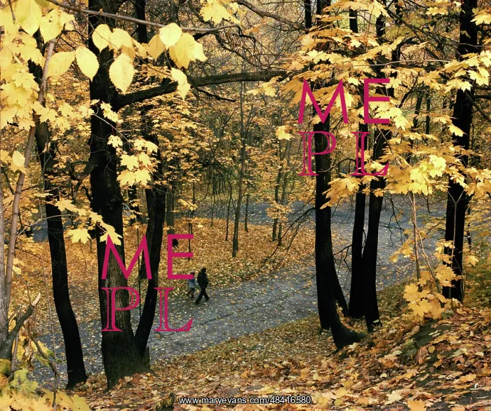 : Autumn colors, 1984 : Autumn colors, 1984