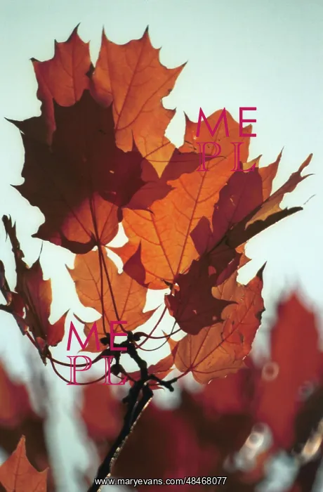 : Autumn colors, 1991 : Autumn colors, 1991