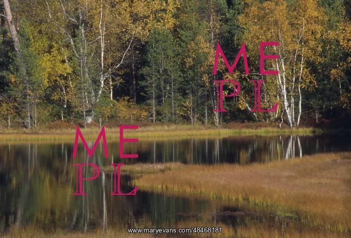 : Autumn colors, 1995 : Autumn colors, 1995