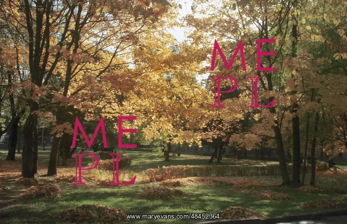 : Autumn colors, 1997 : Autumn colors, 1997