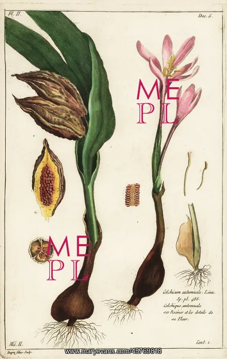 : Autumn crocus, Colchicum autumnale : Autumn crocus, Colchicum autumnale