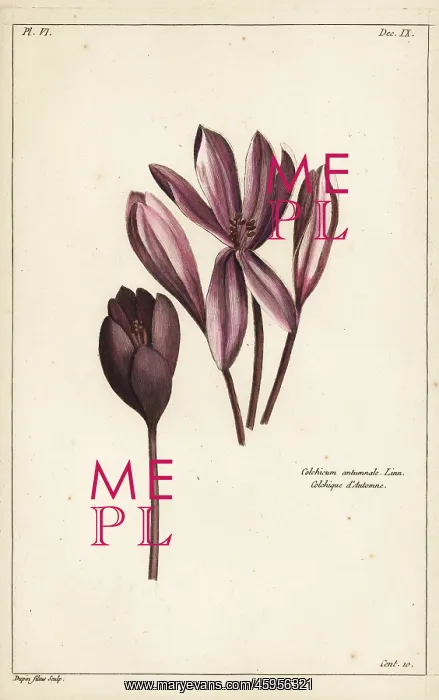 : Autumn crocus, Colchicum autumnale : Autumn crocus, Colchicum autumnale