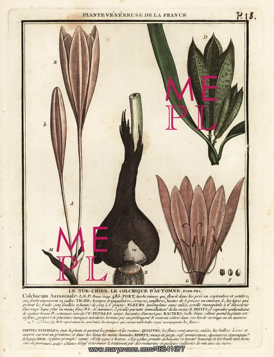: Autumn crocus, Colchicum autumnale : Autumn crocus, Colchicum autumnale