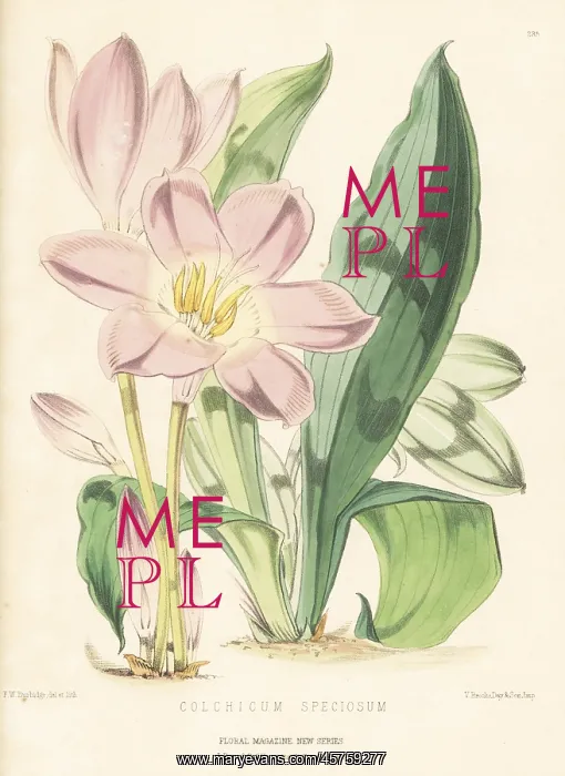 : Autumn crocus, Colchicum speciosum : Autumn crocus, Colchicum speciosum