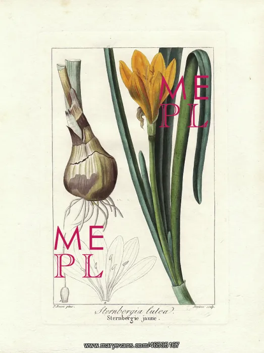 : Autumn daffodil, Sternbergia lutea : Autumn daffodil, Sternbergia lutea