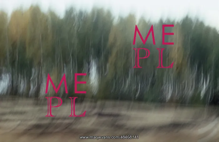 : Autumn Forest, 1992 : Autumn Forest, 1992