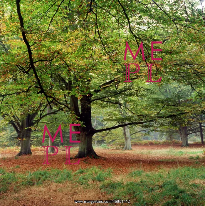  : AUTUMN FOREST
