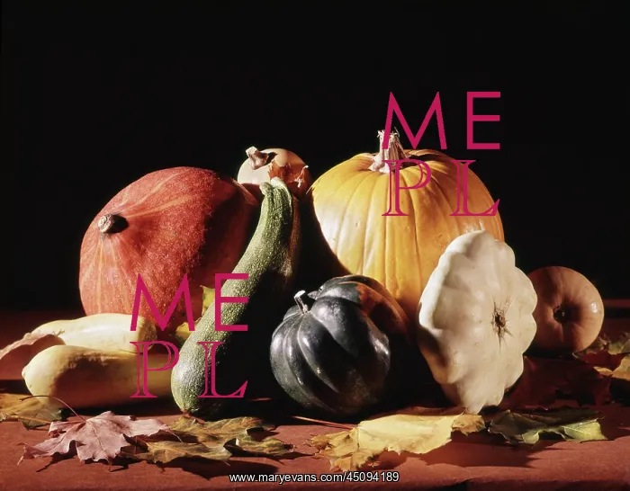 : Autumn Harvest Still Life Assorted Gourds Squash : Autumn Harvest Still Life Assorted Gourds Squash