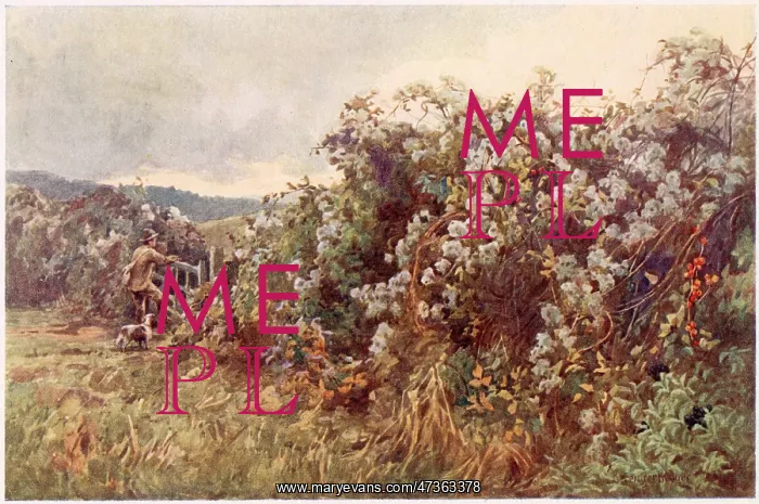 : Autumn hedgerow : Autumn hedgerow