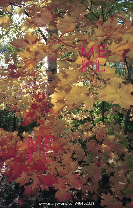 : Autumn in Karelia, 1995 : Autumn in Karelia, 1995