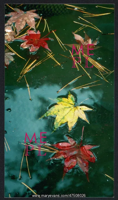 : AUTUMN LEAVES / JAPAN : AUTUMN LEAVES / JAPAN
