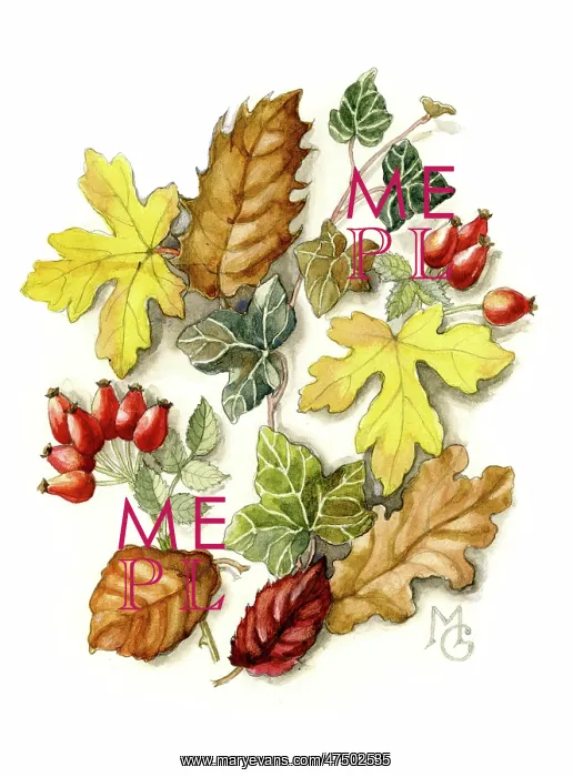 : Autumn leaves and rose hips : Autumn leaves and rose hips