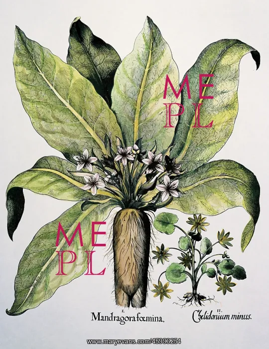 : Autumn Mandrake : Autumn Mandrake