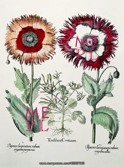 : Autumn Mandrake : Autumn Mandrake